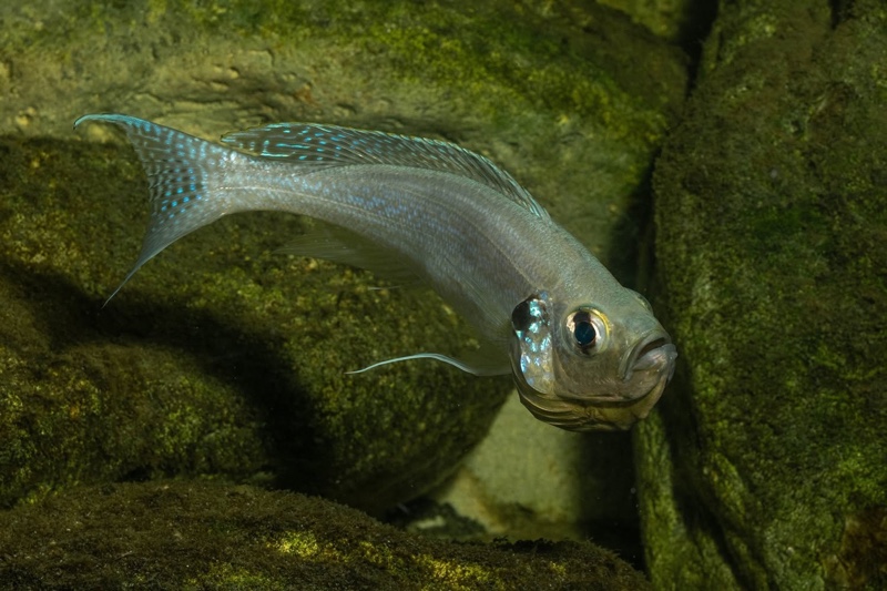 Haplotaxodon microlepis 'Cape Kabogo'